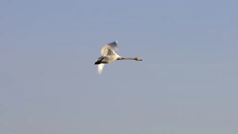 Swan in flight. Flying bird in spring sky. Mute swan. Stock Footage 130178767