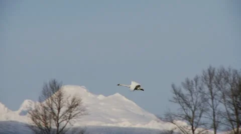 Swan in flight Stock Footage 10796461