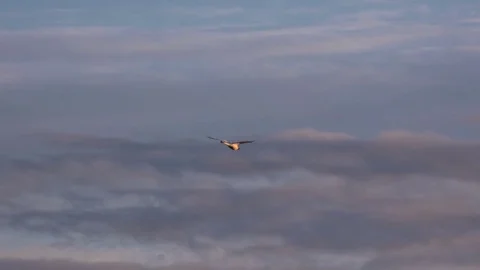 Swan In Flight Stock Footage 71336315