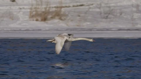 Swan in flight Stock Footage 328249034