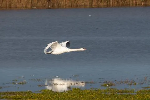 Swan in flight.. Stock Photos