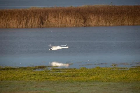 Swan in flight.. Stock Photos