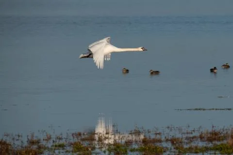 Swan in flight.. Stock Photos