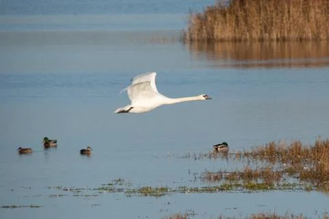 Swan in flight, Stock Photos