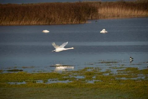 Swan in flight, Stock Photos