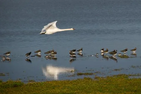 Swan in flight. Stock Photos