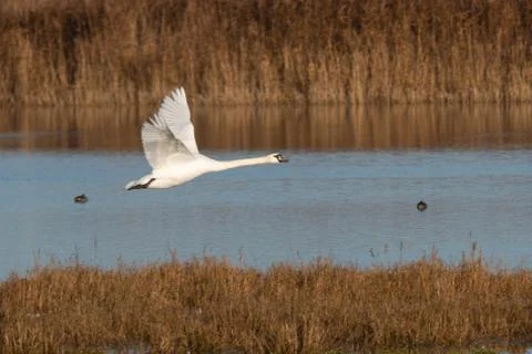Swan in flight, Stock Photos