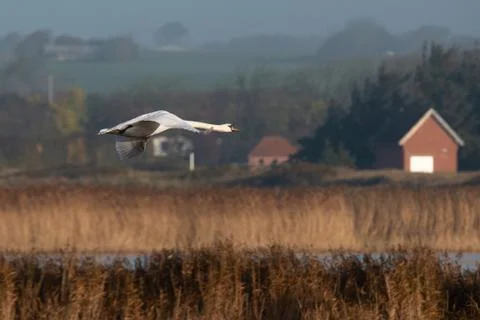 Swan in flight. Stock Photos