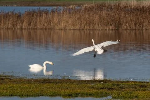 Swan in flight, Stock Photos
