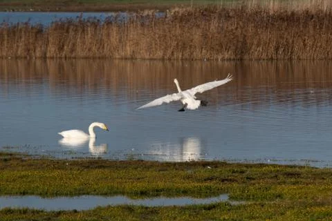 Swan in flight, Stock Photos