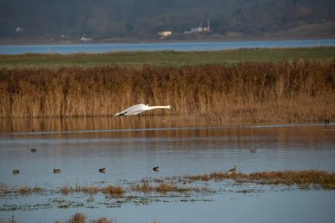 Swan in flight. Stock Photos
