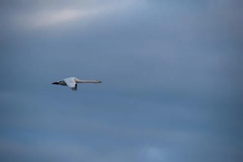 Swan in flight.. Stock Photos