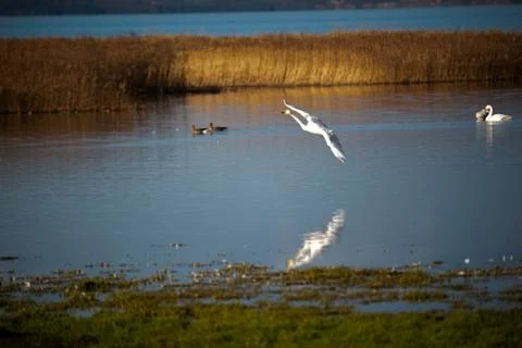 Swan in flight, Stock Photos