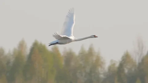 Swan in flight in slow motion. Flying bird in spring sky. Mute swan. Stock Footage
