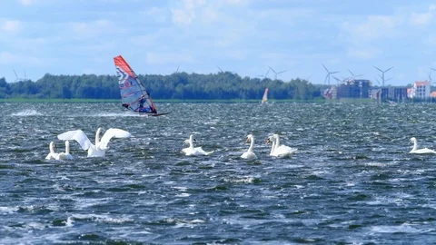 Swan flips with wings on passing wind surfer in slow motion dscf3822 Stock Footage 94816491