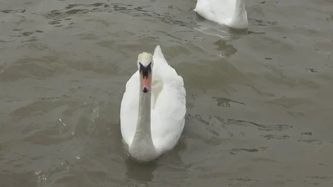Swan float. White swan. Water bird species. Stock Footage 89421585