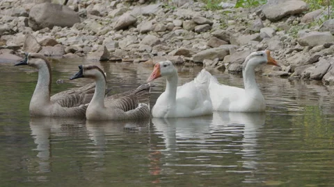 The swan floated in the clear stream Stock Footage 241239612