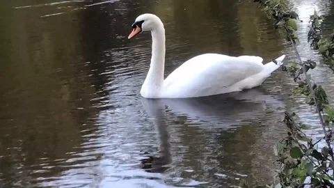 SWAN floating and cleaning itself on rvier Severn Stock Footage 117548227