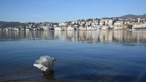 The swan is floating away Stock-Footage 75874942