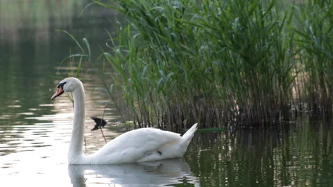 The swan is floating Video stock 90481510