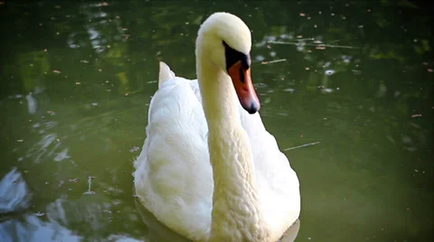 Swan floating on the lake Stock Footage 37705813