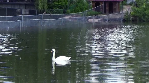 Swan floating on the lake Stock Footage 77209539