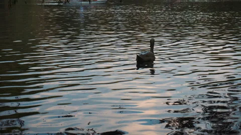 Swan floating on the Lake Stock Footage 95248115
