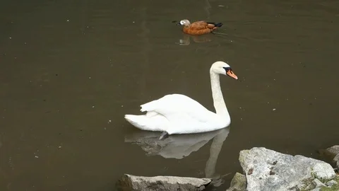 Swan floating on the lake Stock Footage 107771075