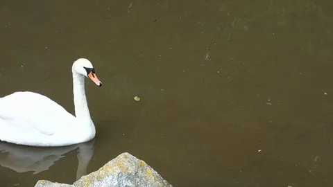 Swan floating on the lake Stock Footage 107771238