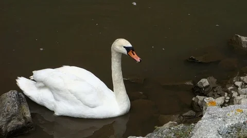Swan floating on the lake Stock Footage 107771311