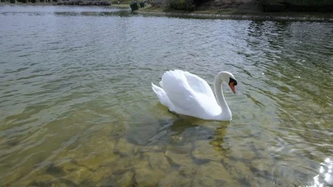 Swan floating in the lake Stock Footage 126091892