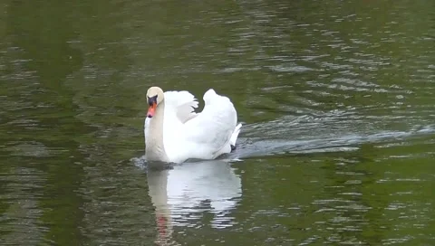 Swan floating on the lake quickly Vidéo 49525074
