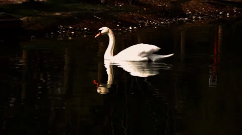 Swan Floating on the Lake with Reflection Stock Footage 35872647