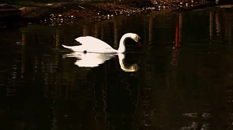 Swan Floating on the Lake with Reflection Stock Footage 35872753
