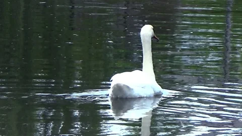 Swan floating on the mirrored surface Stock Footage 77209473