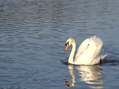 Swan floating on a pond Stock Footage 111325448
