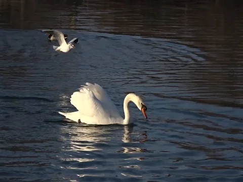 Swan floating on a pond Stock Footage 111325497