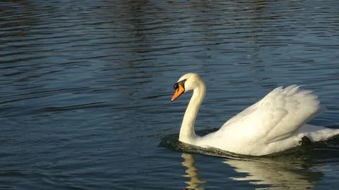Swan floating on a pond Stock Photos