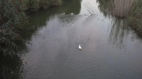 A swan floating on the river 库存影片 67906728