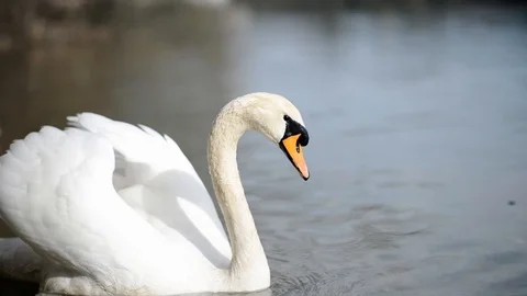 Swan floating on the river Stock Footage 109849483