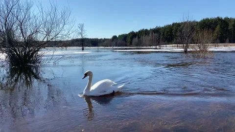 A swan floating on the river. Video stock 239510265