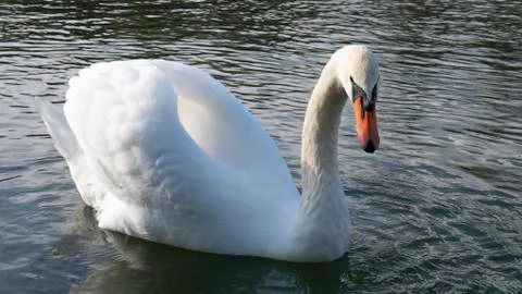 Swan floating on the river. Foto stock