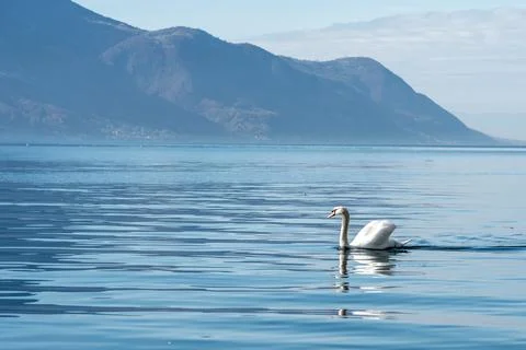 Swan floating on the surface of an alpine blue lake Stock Photos