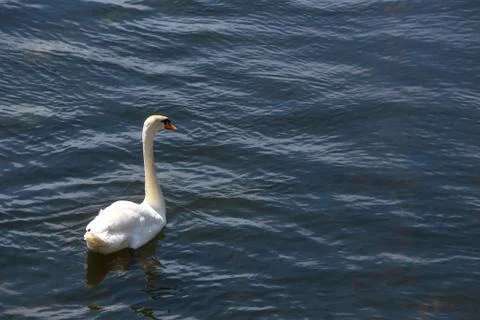 Swan floats on the river surface Stock Photos
