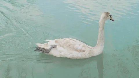 Swan floats on surface of pond Stock Footage 295037987