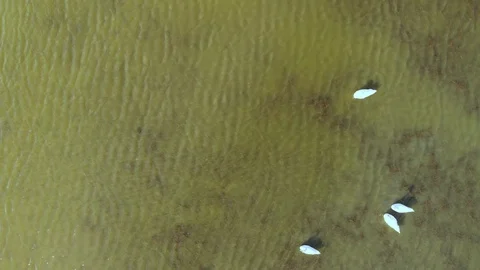 Swan Flock on the Estuary Stock Footage 97633808