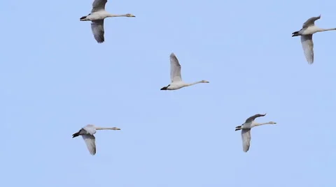 Swan flock in flight Stock Footage 61334928