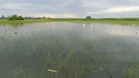 Swan Flock Stock Footage 100659826