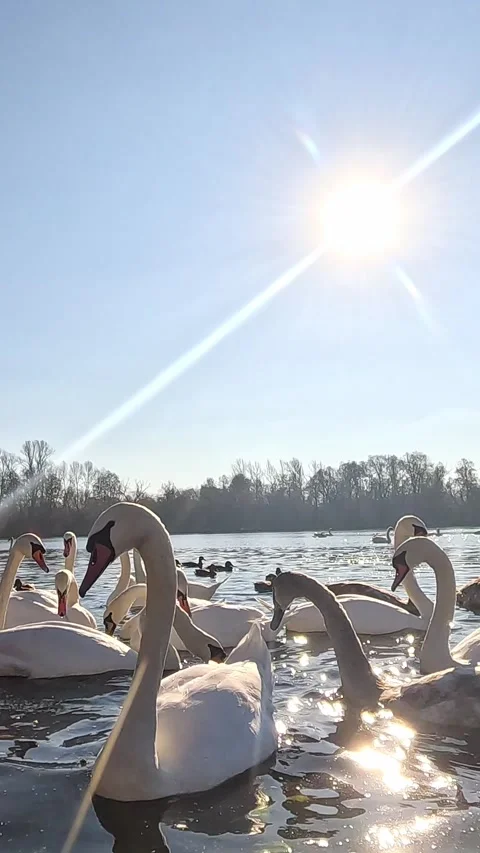 Swan flock gliding toward camera on bright reflective lake Stock Footage 322787698
