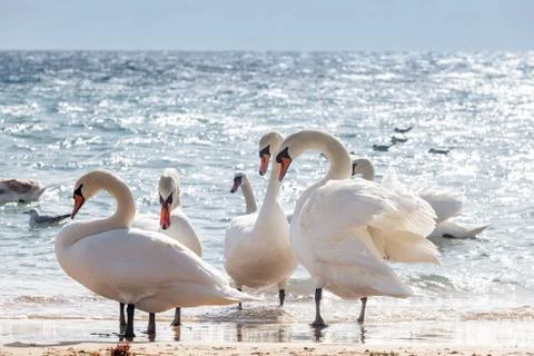 Swan flock Photos
